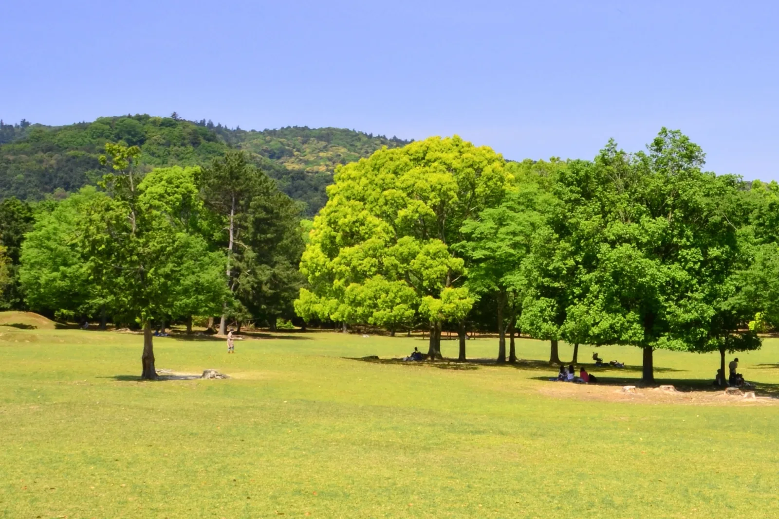 奈良公園